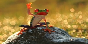 Результат пошуку зображень за запитом "картинка до притчі про жабенята"